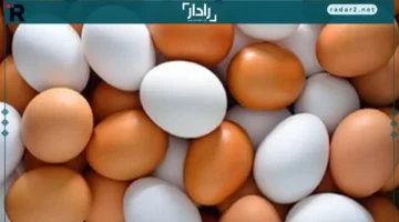 أسعار البيض في كفر الشيخ الأحد: كرتونة بـ125 جنيهًا في المزارع والأسواق